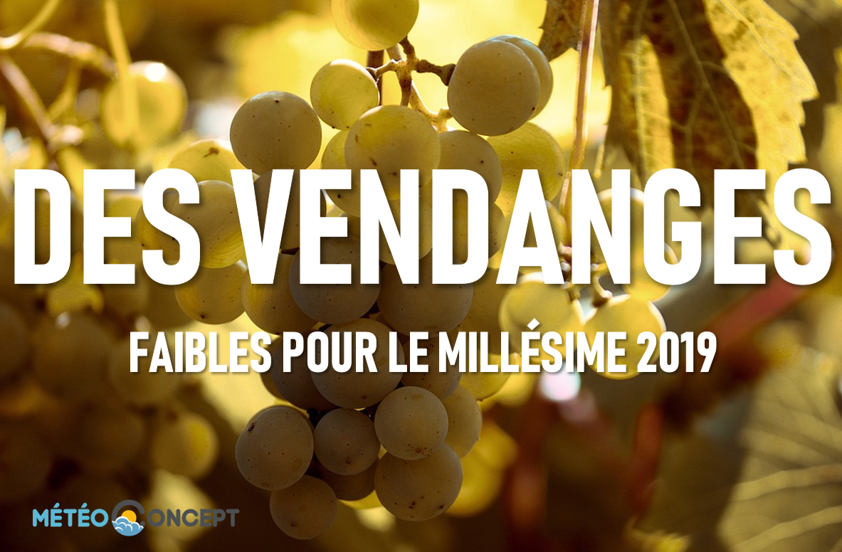 Illustration de l'actualité Le point sur les vendanges pour le millésime 2019