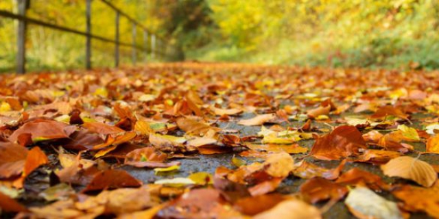 Illustration de l'actualité Pourquoi les arbres perdent-ils leurs feuilles à l'automne ?